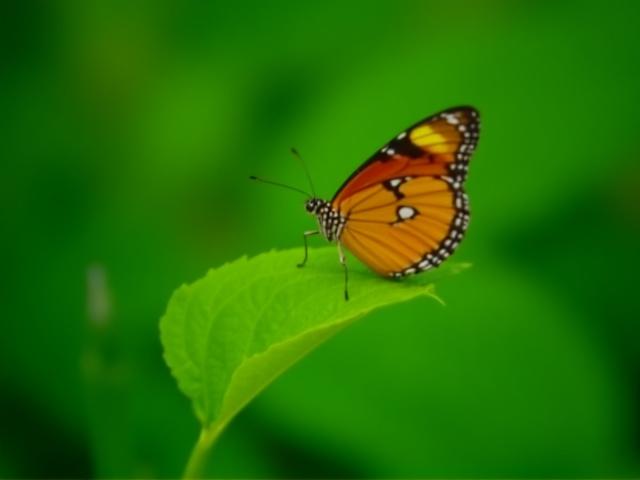 Mariposa monarca posada sobre una hoja con enfoque nítido.